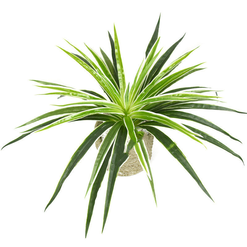 Chlorophytum plant wall flower arrangement