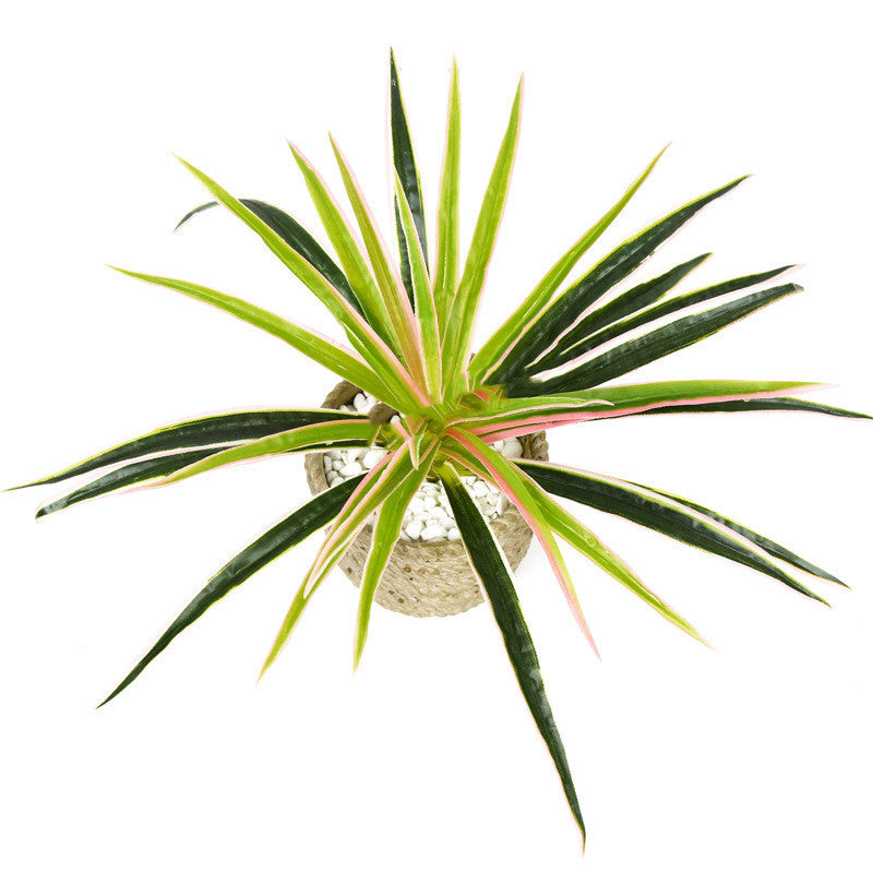 Chlorophytum plant wall flower arrangement