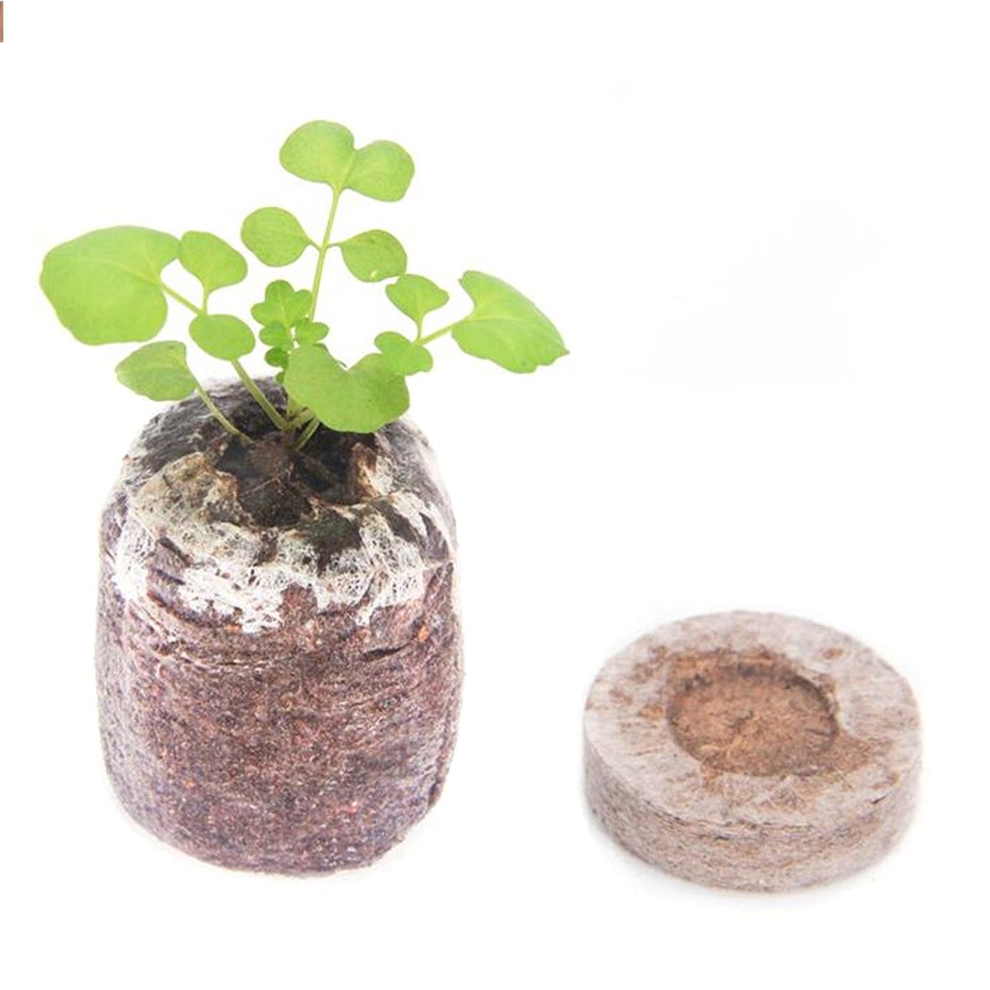 3cm diameter seedling mud