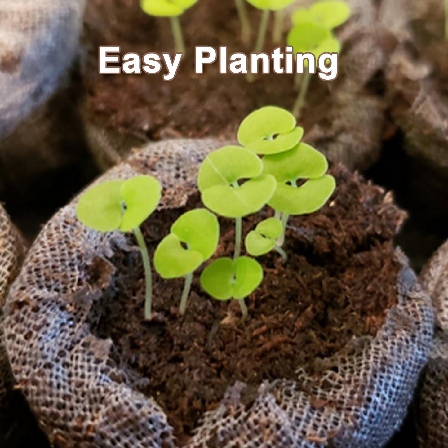 3cm diameter seedling mud