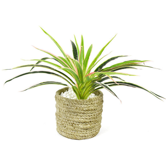 Chlorophytum plant wall flower arrangement