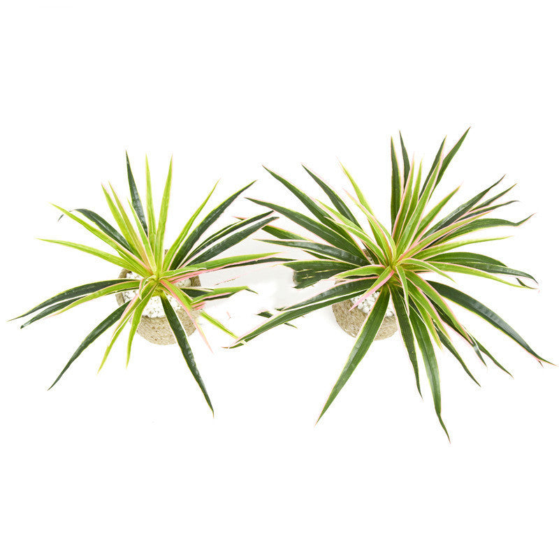 Chlorophytum plant wall flower arrangement